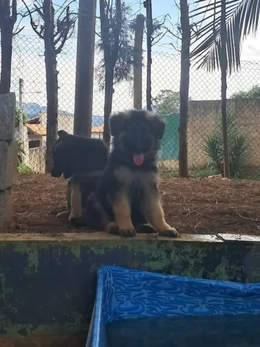Filhotes de Pastor Alemão | Um amigo para sorrir.