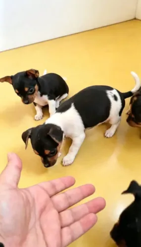 Pinscher