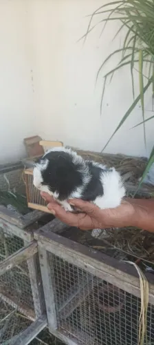 Porquinho da Índia 