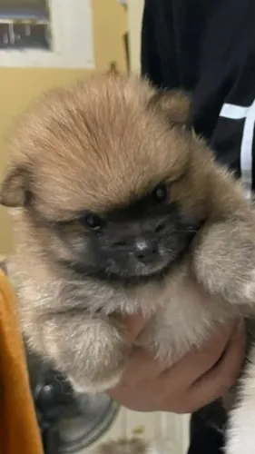 Machinho spitz alemão disponível