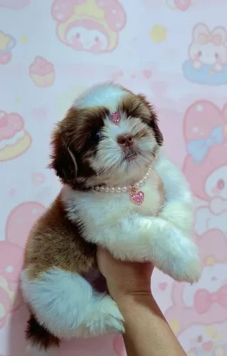 Shih tzu fêmea 