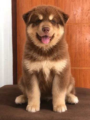 Husky macho Wooly