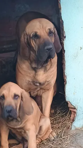 Filhotes de Fila Brasileiro ótima genética 