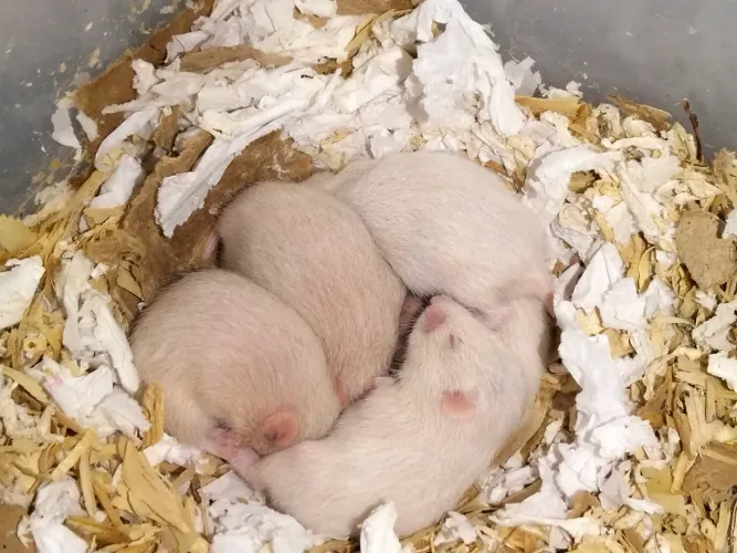 Filhotes de Hamster Sírio