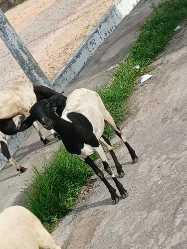 Ovelha