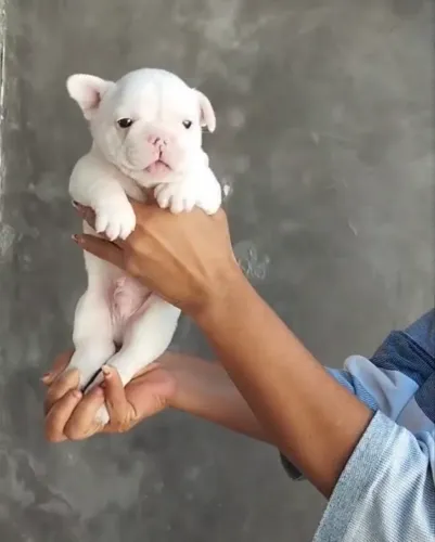 BULDOGUE FRANCÊS 40 DIAS VACINADOS