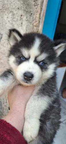 Husky Siberiano - Disposição no Canil 