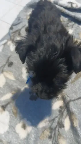 Cachorro