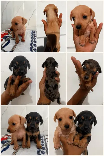 Salsichinhas/ Dachshund