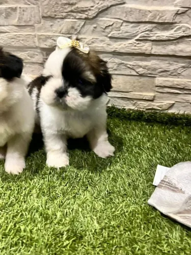 Shih Tzu