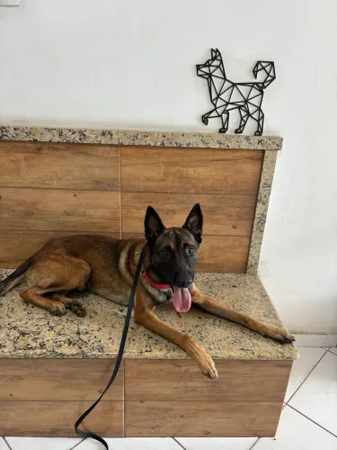 Doação pastor belga Malinois 