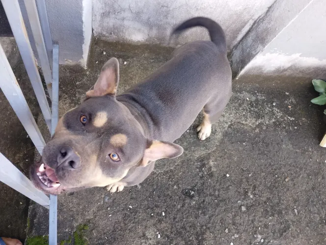 Adoção American bully