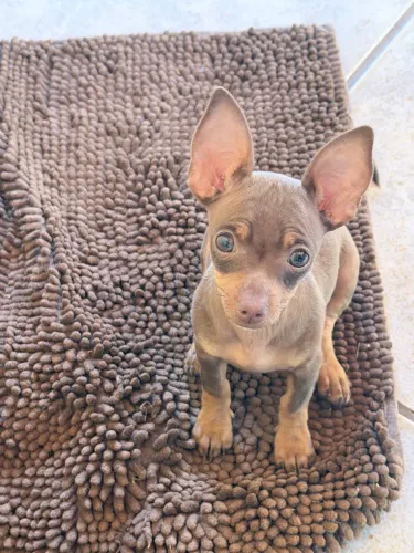 Pinscher filhote macho 4 meses