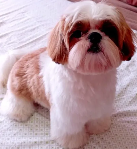 Shih Tzu Adulto Em 12x