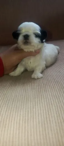 Animais de estimação