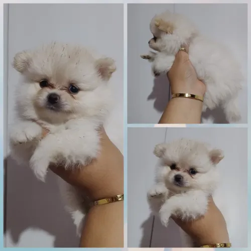 Spitz alemão Anão