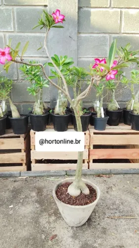 Rosa do deserto espécie rara (somalense anaconda) 1 M