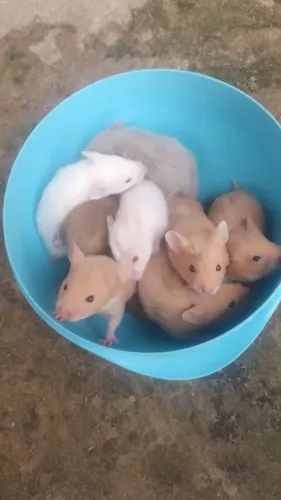 Vendo filhotes de hamster