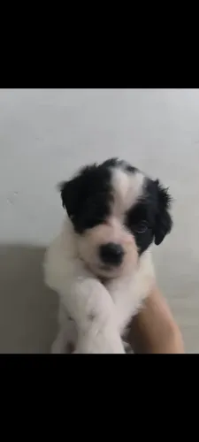 Doação mestiço Poodle 