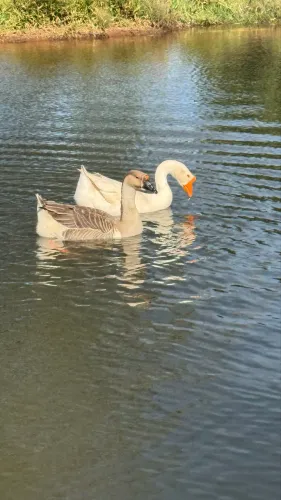 Casal de ganso