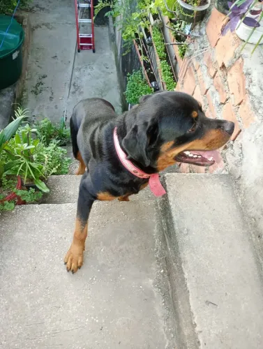 Cachorro