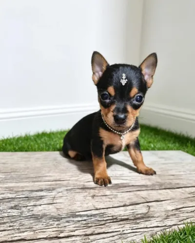 Mini Pinscher Personalidade Forte e Muito Amor em Cada Patinha!