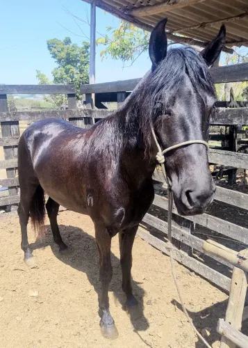 Cavalo