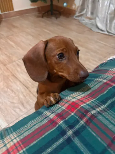 Basset salsicha 