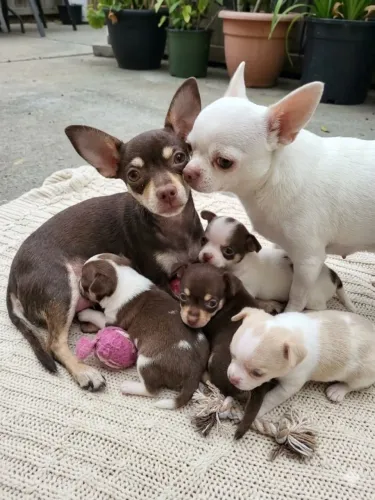 Chihuahua lindo filhote