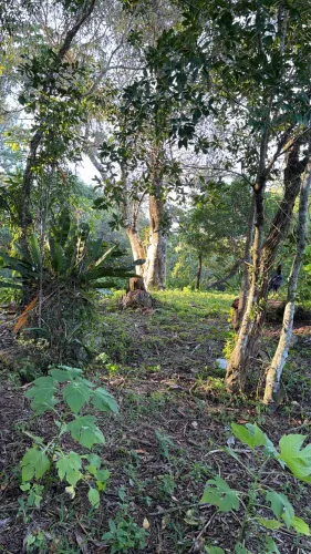 Terreno em sambaqui 