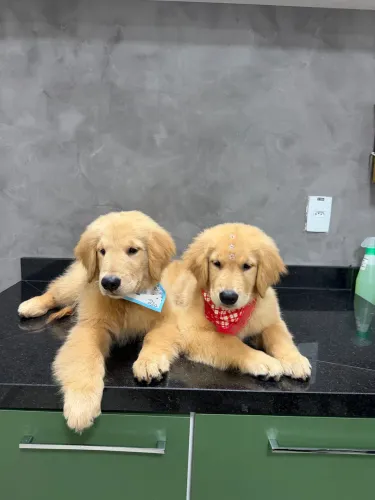 Filhotes de Golden Retriever