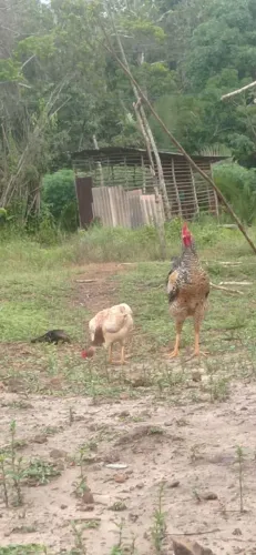Vendo galo reprodutor novo