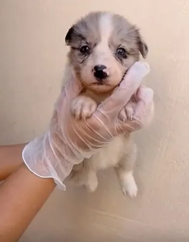 ? Border Collie Disponível | Filhotes Inteligentes e Bem Cuidados
