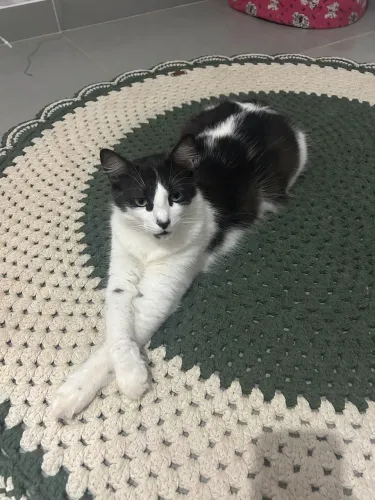 Gato