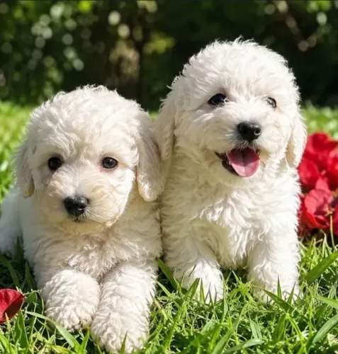 Poodle toy fêmeas e macho disponíveis