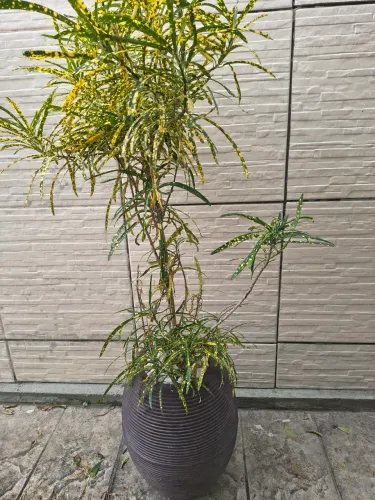 Vaso com planta