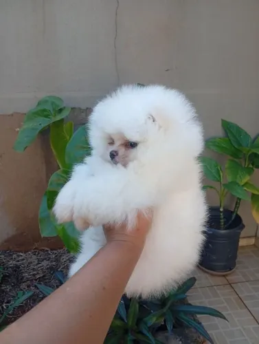 Spitz alemão