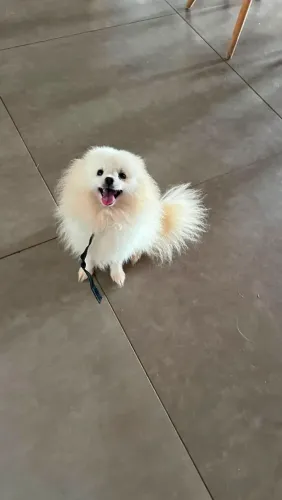 Femea de lulu da pomerania