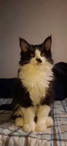 Filhote de Maine Coon gatos disponíveis 