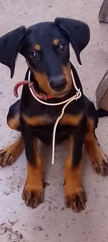 Doação linda fêmea, entrar em contato se realmente for querer 