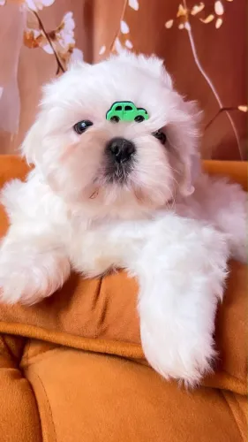 Shih Tzu - Filhotes Pronta Entrega / pedigree