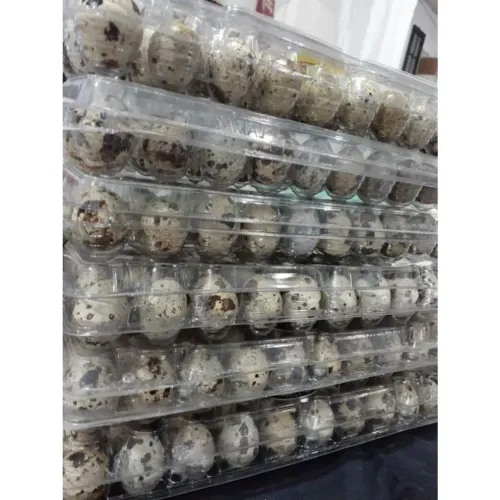 Ovos de codorna Japonês 