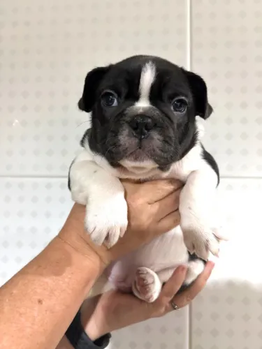 Bulldog Francês Filhotes Vacinados | Brasília - DF