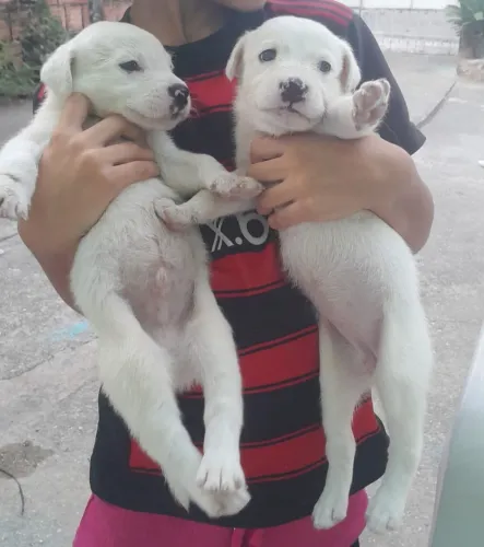 Doando esses cachorro