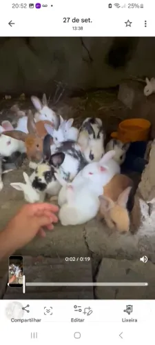 Lindos coelhos a venda