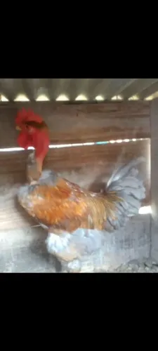 Vendo GSB pescoço Pelado raça pura