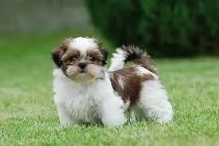 Shih Tzu Pequeno rei da casa.