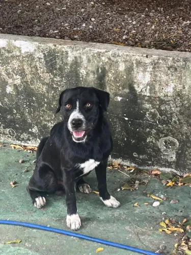 Cachorro pra adoção 