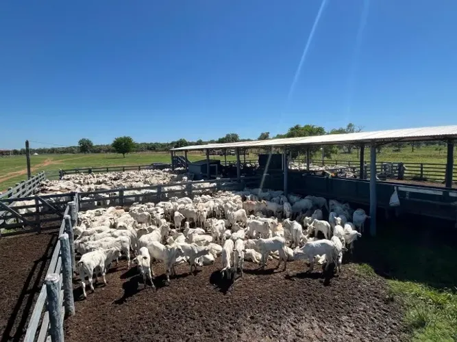 FAZENDA NO PARAGUAI: oportunidade produtiva com menor carga tributária e grande potencial