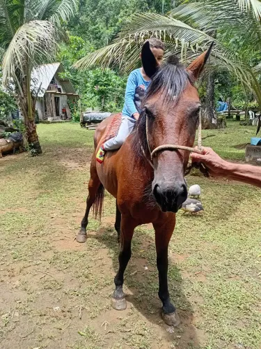 Cavalo quarto de milha 4 anos Castrado muito manso ótimo para passeio.